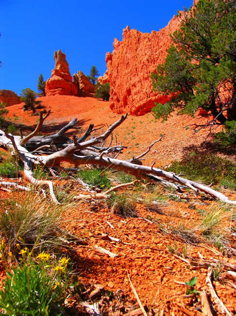 Bryce Canyon, Utah.