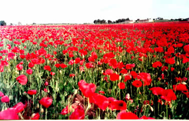 һƬ˹ֲ(ֳҰ/field poppy˹/Flanders poppy).ֻԭؾŷ,ʱΪ.ڹҲ,ֲǵһο